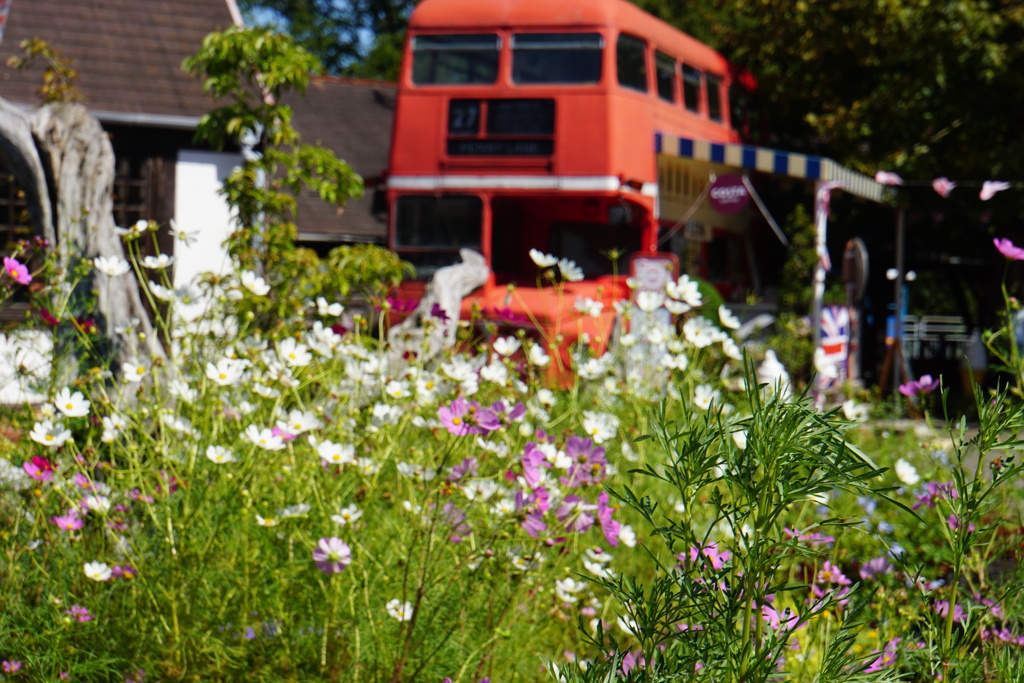 コスモスの向こうにロンドンバス