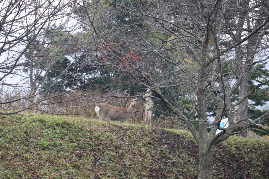 初雪の中鹿発見