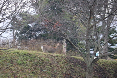 初雪の中鹿発見