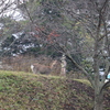 初雪の中鹿発見