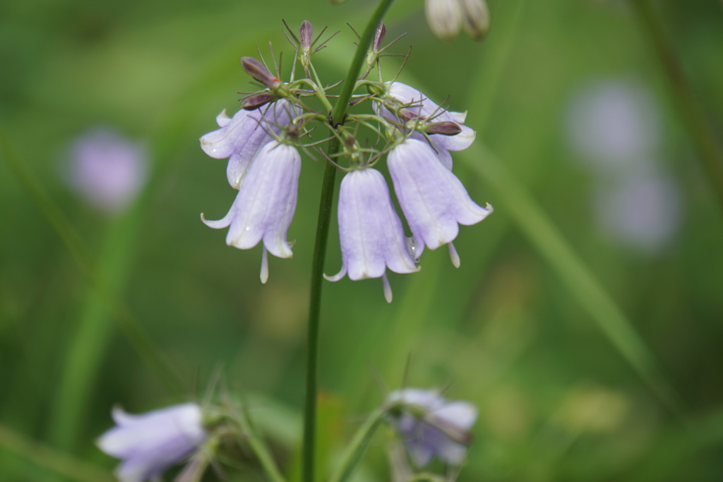周りを照らす提灯