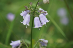 周りを照らす提灯