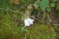 提灯のお出迎え