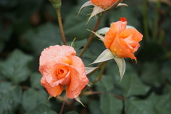 プリンセスみちこ