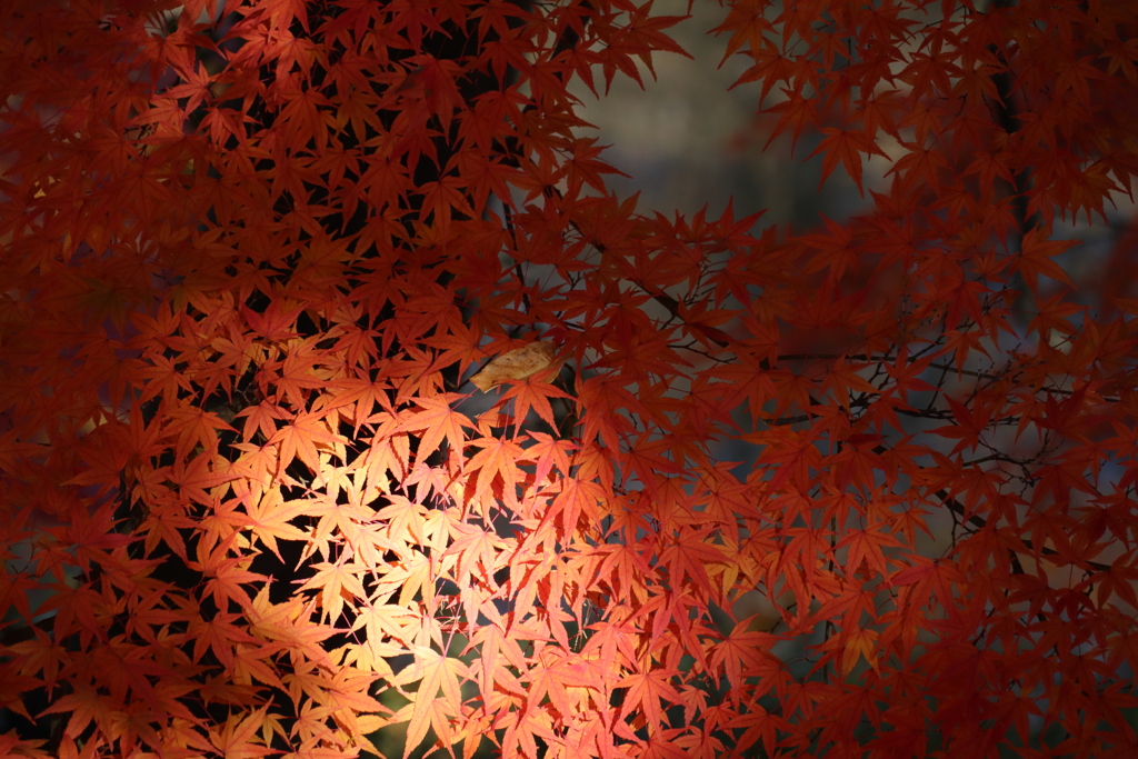 スポットライト