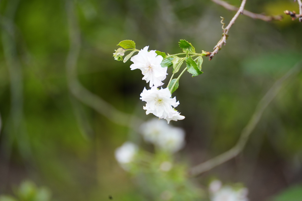 １０月桜