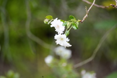 １０月桜