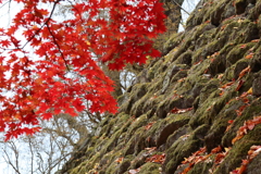 苔むした石垣に紅葉