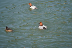 琵琶湖疎水の水鳥
