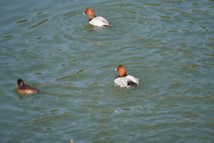 琵琶湖疎水の水鳥