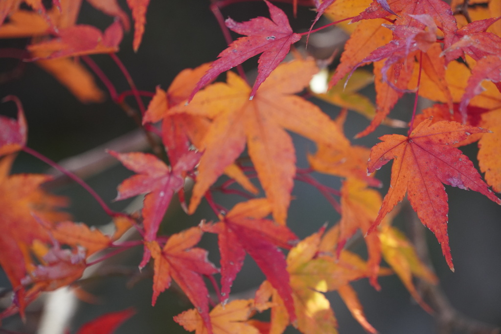 京紅葉