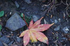 紅葉ももうおわりかな？