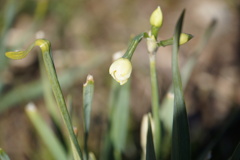 水仙蕾み