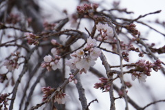 枯れても桜