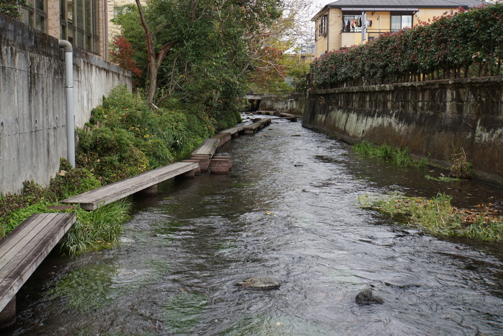 師走の源兵衛川散歩道