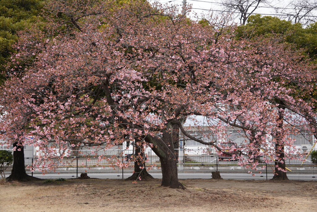 河津桜（前橋市ノ坪公園）