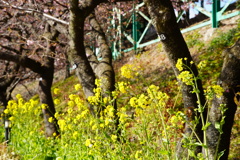 菜の花に河津桜