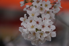 城下町小幡の桜