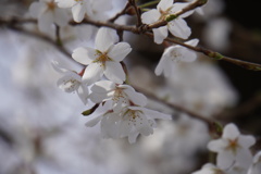 高崎公園の桜
