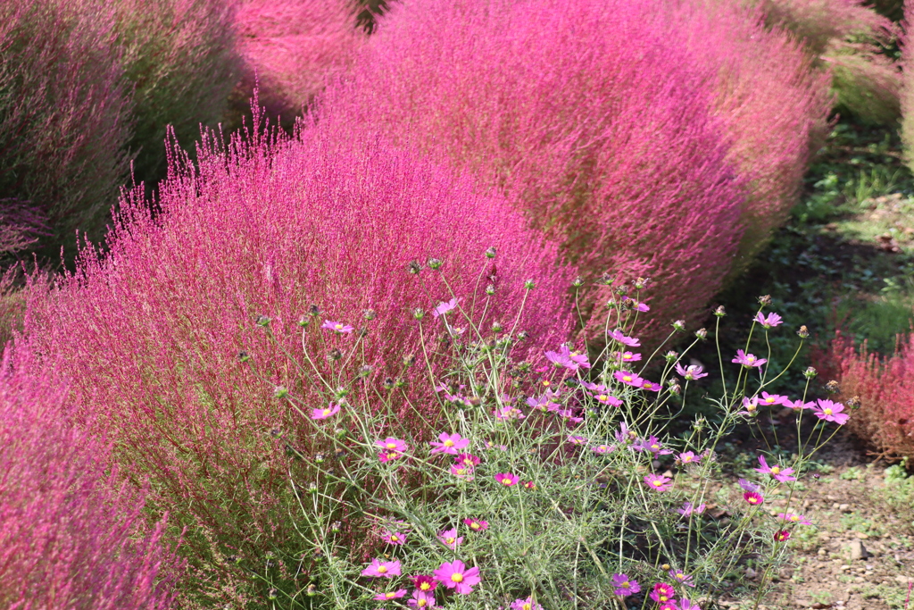 ピンクか薄紅か