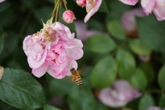 　雨上がり忙しいのよ。