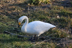 多々良沼白鳥