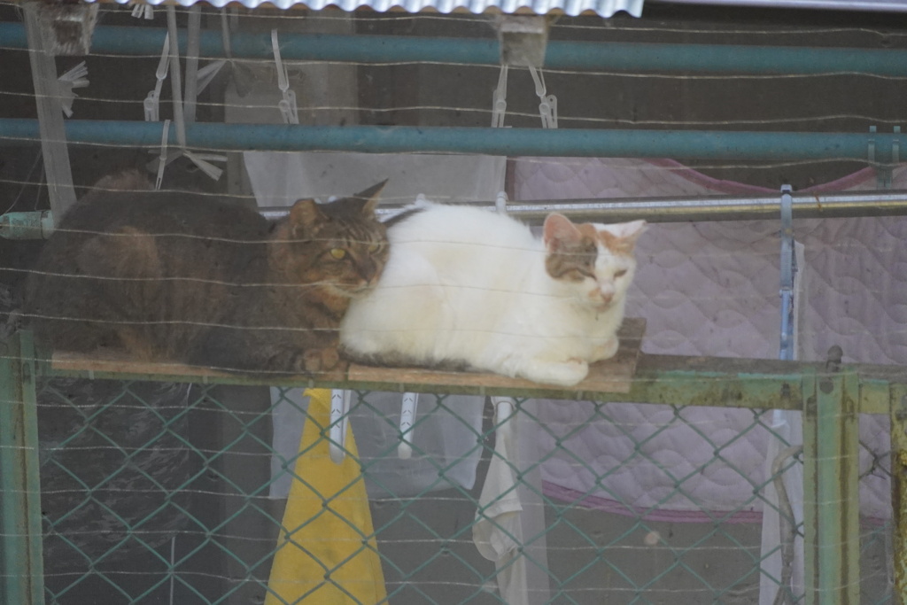 哲学の道キャット