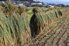 今は見なくなった田園の葉座かけ