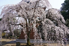 慈眼寺大枝垂れ
