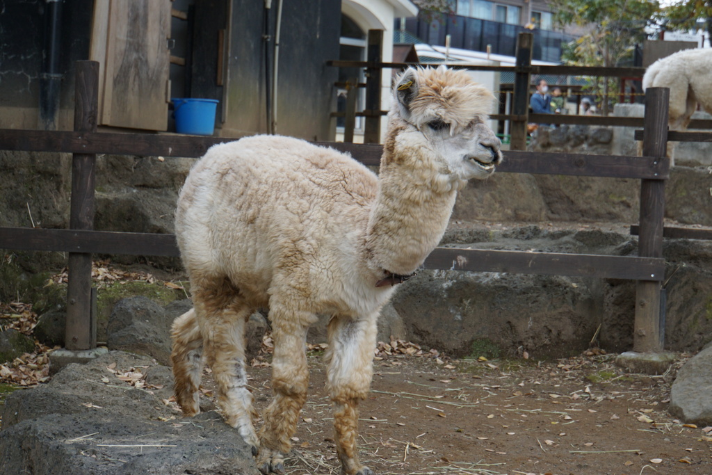 純毛コートは暖かいよ