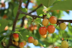 街路樹に鈴なり