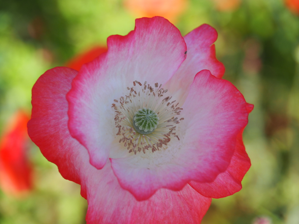 それぞれのポピー