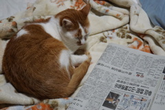 新聞見てたら