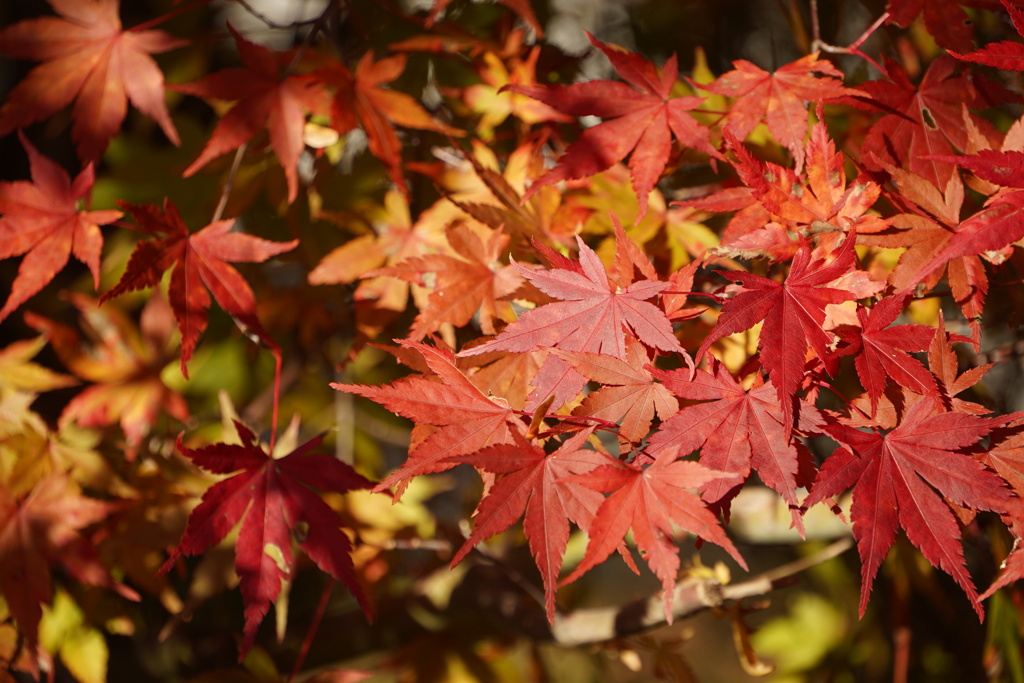 紅葉