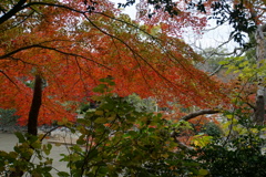 楽寿園の紅葉