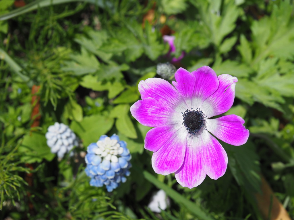 水仙に紛れた花