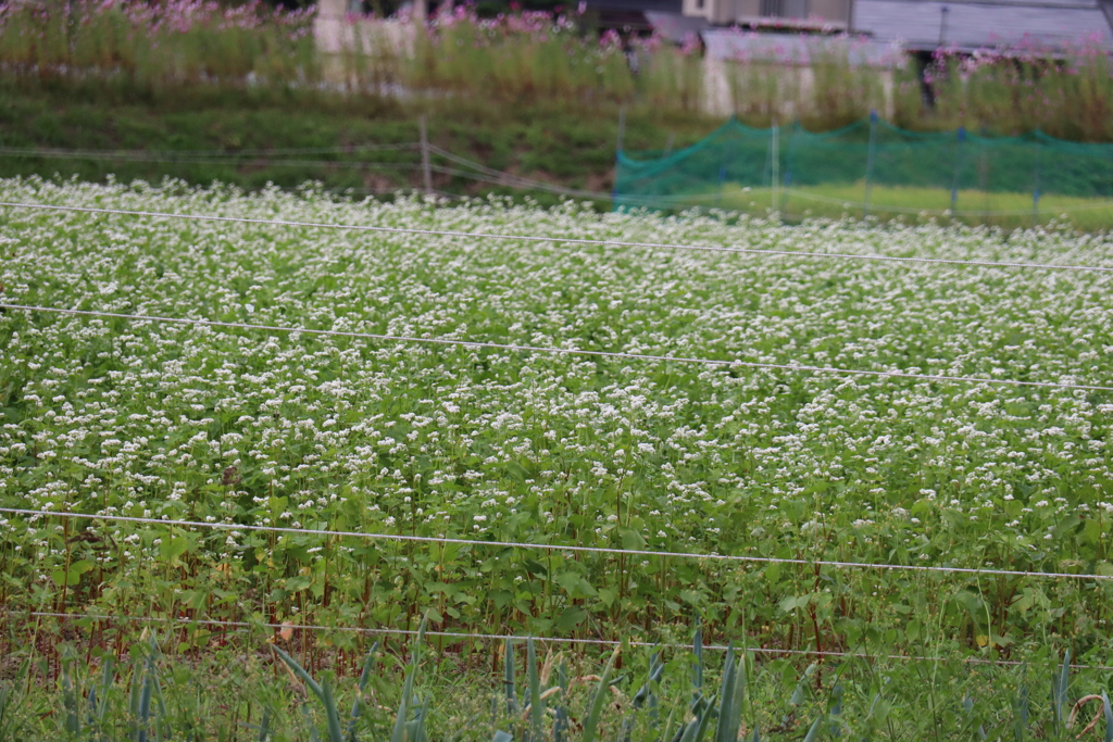 そばの花
