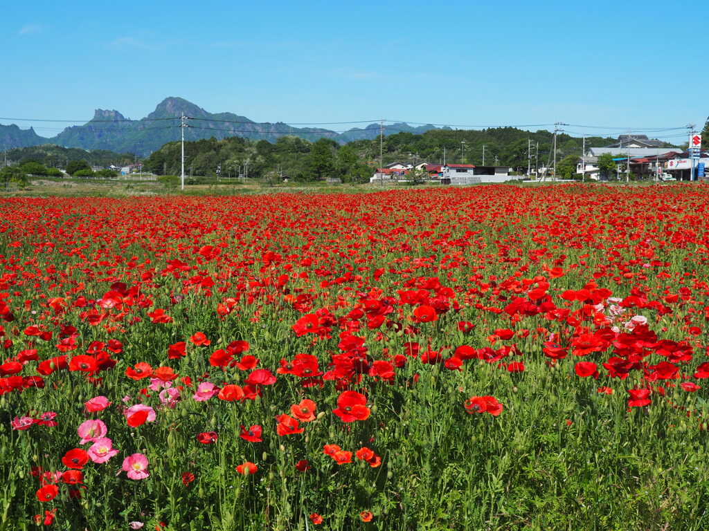 ポピー満開
