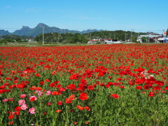 ポピー満開