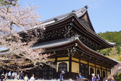 散りゆく桜と南禅寺