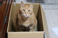 でかい体で箱好きにいた