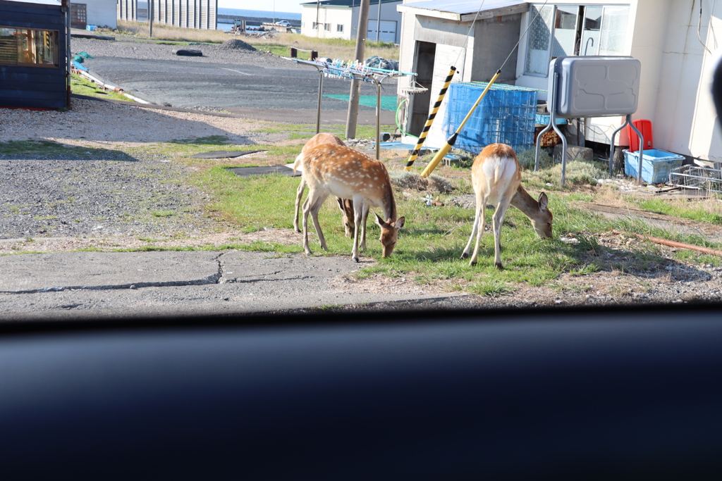 町中少ない草を分け合って