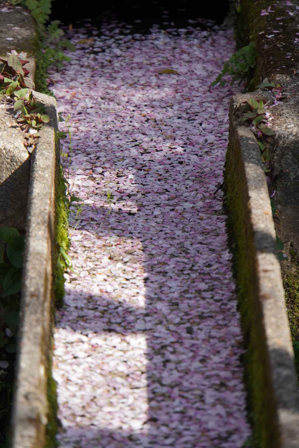 花筏