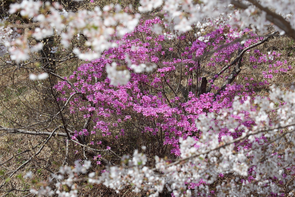 妙義桜の里