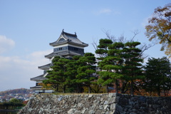 松にかくれんぼ