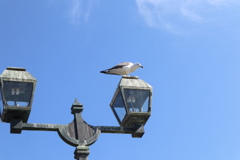 ガス灯の海猫