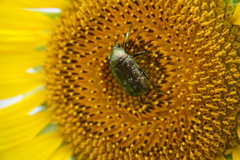 蜜をむさぼるカナブン