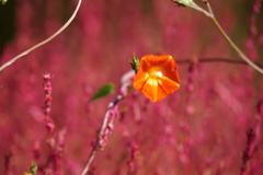 コキアに負けるなアップ