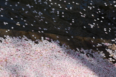 桜吹雪に花筏