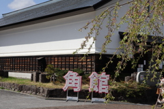 桜追いかけ